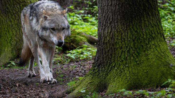 <p>Die dauerhaft in NRW lebende Wolfspopulation ist weiter gewachsen.</p>