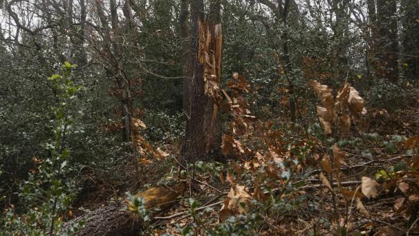 <p>Im Waldstück am Schorberg stehen dringende Sicherheitsfällungen an.</p>