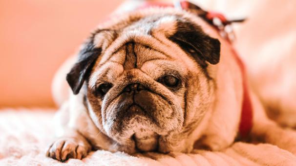 <p>In Menschenjahre umgerechnet ist Mops Olli fast 100 Jahre alt.</p>
