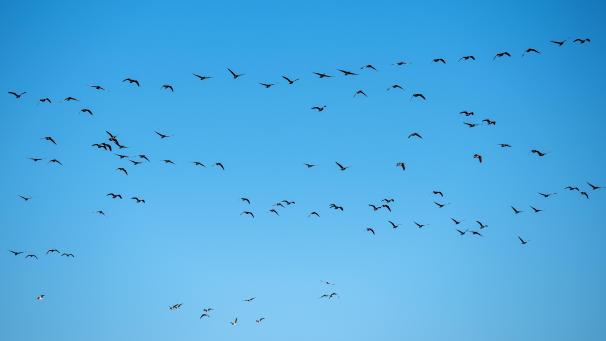 <p>Graugänse fliegen über die Landschaft.</p>