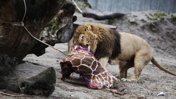<p>Ein Löwe labt sich im Kopenhagener Zoo an den Überresten der zweijährigen Giraffe Marius, nachdem das Tier am selben Tag eingeschläfert worden war.</p>