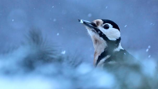 <p>Jedes Jahr im Winter führt Natagora eine Zählaktion der Gartenvögel durch.</p>