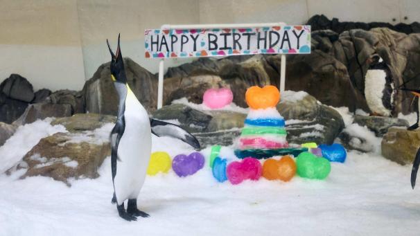 <p>Pesto, der berühmte Pinguin aus dem Sea Life Melbourne Aquarium, bekam zu seinem ersten Geburtstag allerlei Geschenke.</p>