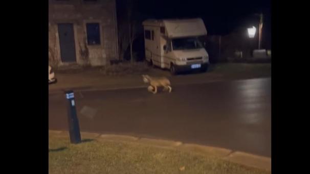 <p>Eine Anwohnerin filmte den jungen Wolf am Sonntagabend in der Spitalstraße.</p>