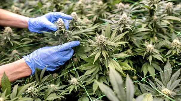 <p>Gleich vier illegale Cannabisplantagen konnten die Ermittler im Juni 2022 im Norden der DG ausheben.</p>