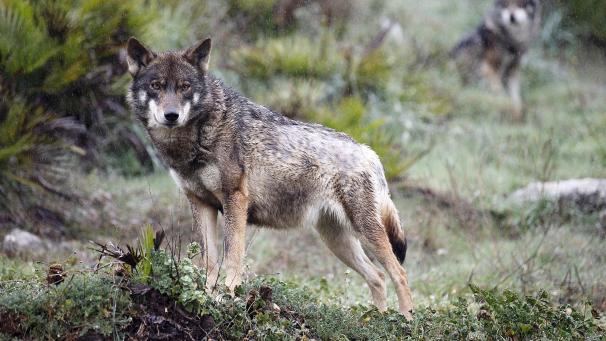 <p>Ein Wolf in freier Wildbahn: Der Umgang mit ihm lässt die Emotionen hochkochen.</p>