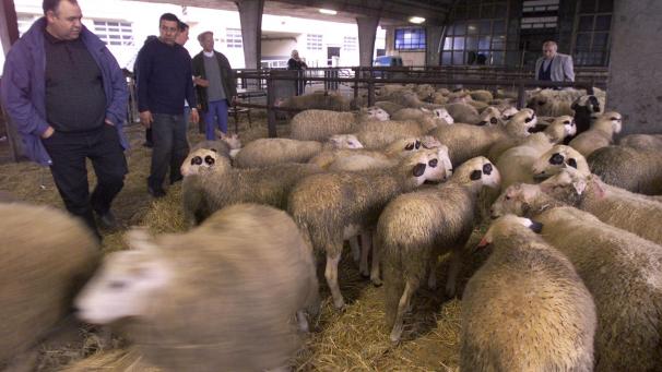 <p>Tierschutzorganisation S.E.A. übergibt 32.000 Unterschriften für eine verpflichtende Betäubung bei rituellen Schlachtungen in Brüssel.</p>