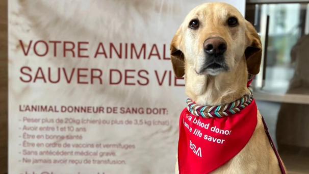 <p>Wenn Hunde und Katzen Leben retten: Blutspende für Haustiere dringend gesucht.</p>