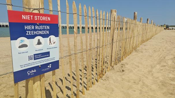 <p>Stören verboten: Ostende schützt seine Seehunde.</p>