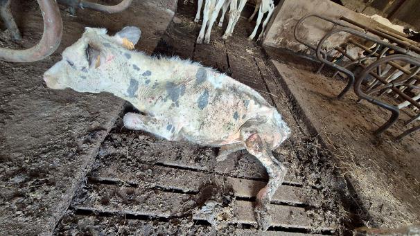 <p>Eine Kelmiserin macht sich große Sorgen um die scheinbar kranken Nutztiere.</p>