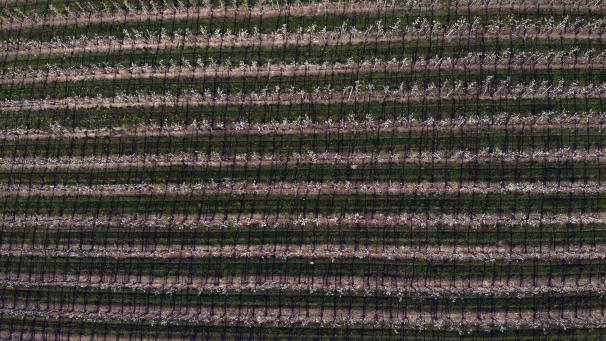 <p>Blick auf ein limburgisches Birnenanbaugebiet aus der Luft: Belgien ist mit rund 300.000 bis 360.000 Tonnen Jahresproduktion heute der größte Birnenproduzent der EU, über die Hälfte der Anbaufläche liegt in Limburg.</p>