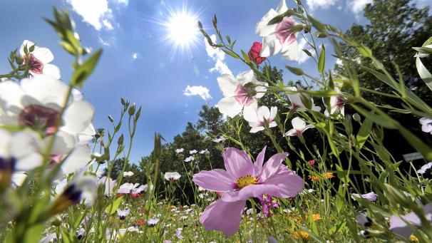 <p>Der Sommer zeigt sich von seiner intensivsten Seite.</p>