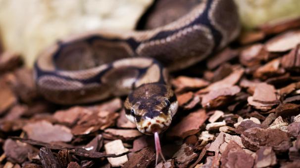 <p>Ein mutmaßlicher Wildtierschmuggler ist am Flughafen der thailändischen Hauptstadt Bangkok mit in drei in seiner Unterwäsche versteckten Schlangen erwischt worden.</p>