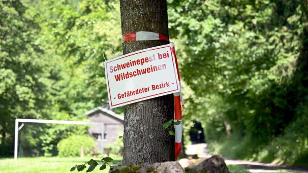 <p>Lebensmittelreste in der Natur können Wildschweine infizieren – FASNK ruft zur Vorsicht auf.</p>