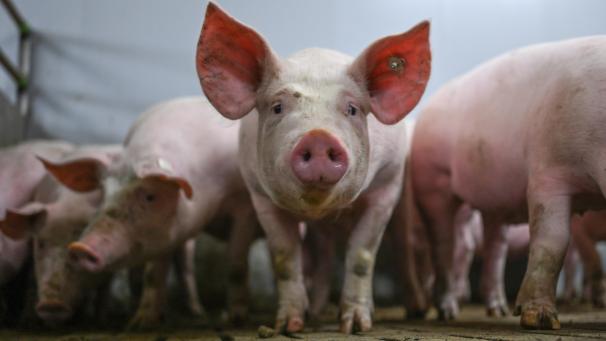 <p>In Flandern könnten bis 2030 rund ein Viertel aller Schweine und bis zu 15 Prozent der Rinder verschwinden.</p>