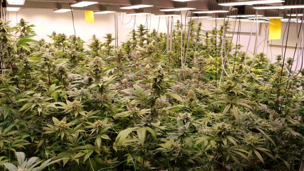 <p>Cannabis-Pflanzen wachsen in den Räumen des Anbauvereins Cannabis Social Club in Nidersachsen</p>