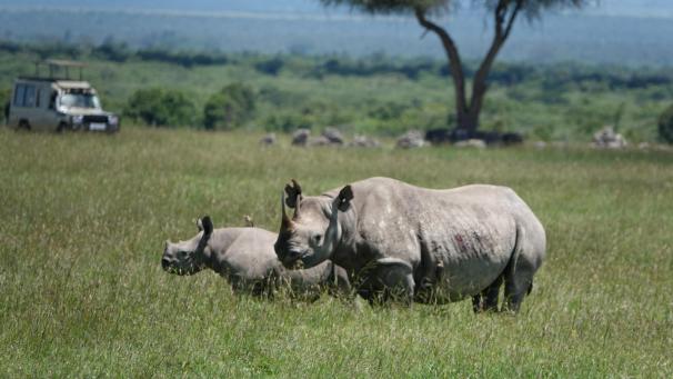 <p>Nashörner - hier in einem kenianischen Wildschutzgebiet - sind stark durch Wilderei bedroht.</p>
