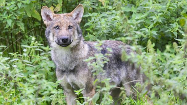 <p>Ein Wolf hat in den Niederlanden ein spielendes Kind angegriffen und in einen Wald geschleift.</p>