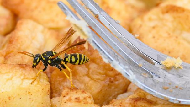 <p>Im Sommer werden Wespen vermehrt von süßen Speisen im Freien angelockt.</p>