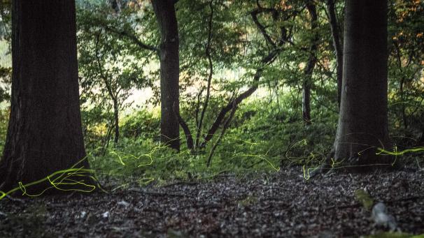 <p>In Flandern wurden 2024 rund 209 Hektar Wald gerodet – oft zugunsten neuer Bauprojekte.</p>