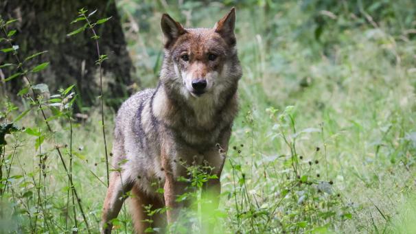 <p>Seit Juli streift ein neuer Wolf durch den Norden von Bosland.</p>