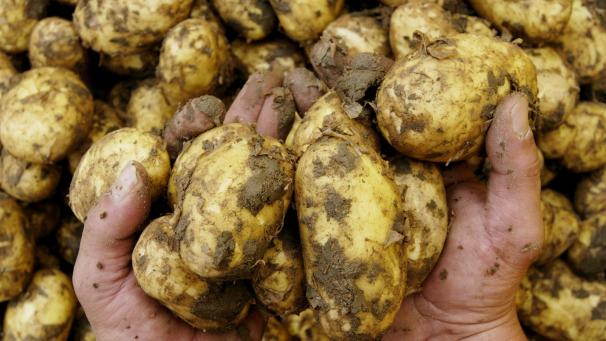 <p>Der Marktpreis für Frühkartoffeln ist auf ein Rekordtief gefallen.</p>