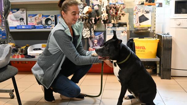<p>Daniela Klein, Leiterin des Tierheims in Schoppen, befürwortet gewisse Auflagen für potenziell gefährliche Hunde, stellt jedoch die willkürliche Auswahl der Rassen infrage.</p>