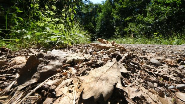 <p>Vertrocknete Blätter auf dem Boden in einem Wald</p>