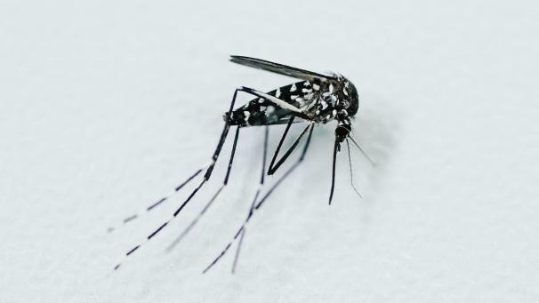 <p>Sciensano schlägt wegen der Ausbreitung der Tigermücke Alarm.</p>