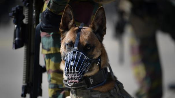 <p>Wachsam und einsatzbereit: Belgien setzt im Militärdienst auf die Fähigkeiten seiner vierbeinigen Elite.</p>