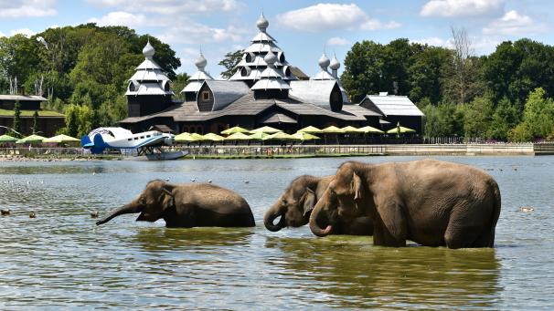 <p>Pairi Daiza gilt als „bester Zoo Europas“.</p>