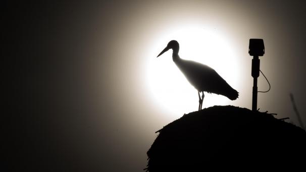 <p>Ein Weißstorch steht in einem Nest auf dem Schornstein eines Hauses im Gegenlicht der Sonne.</p>