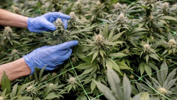 <p>In der Verhandlung wurde klar, dass es sich nicht nur wegen der Größe – insgesamt 6.000 Pflanzen und bis zu neun Ernten in einer Plantage – um einen besonders außergewöhnlichen Fall handelt.</p>