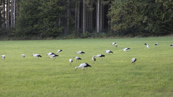 <p>Auf einer Wiese im Dickvenn fanden die Störche reichlich Nahrung.</p>