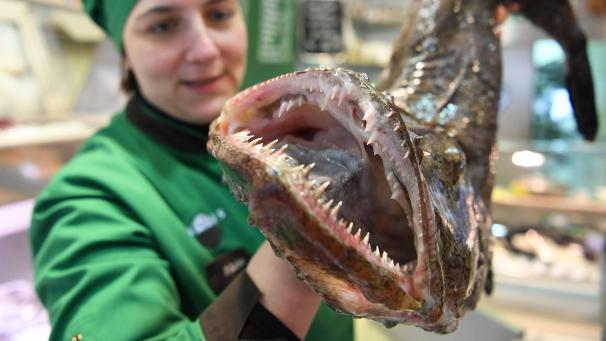 <p>Von der Beifang-Spezialität zum Star: Seeteufel ist „Fisch des Jahres 2025“.</p>