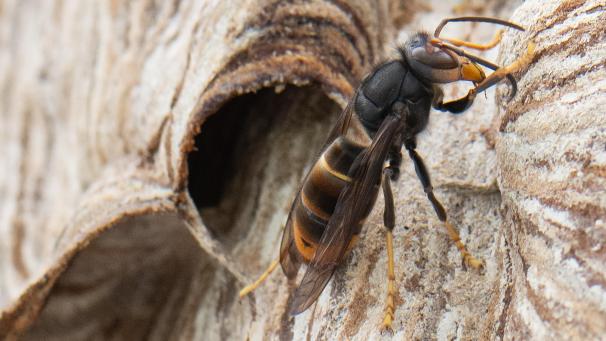 <p>Eine Asiatische Hornisse sitzt auf ihrem Nest. Die Asiatische Hornisse gilt als invasive Art, ihre Stiche sind deutlich schmerzhafter als die heimischer Insekten.</p>