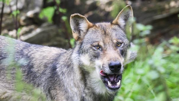 <p>Wölfe in der Region: Mehr Bewegungen außerhalb der Kernzonen festgestellt.</p>