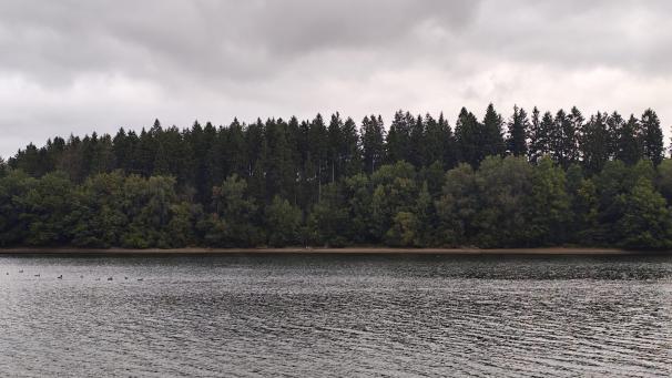 <p>Zwischen Wirtzfeld und Berg werden kommende Woche auf dem Gebiet der Gemeinde Büllingen diese 900 Festmeter Holz gefällt. Der Rundwanderweg um den See wird in diesem Bereich deshalb von Montag bis Freitag gesperrt.</p>