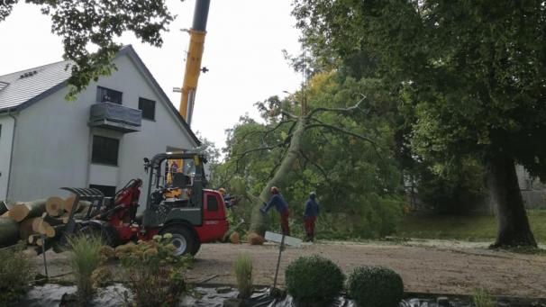 <p>Spektakuläre Baumfällaktion am Montag im Bütgenbacher Ortsteil An den Hofwiesen. Dort war ein Blitz in eine Buche eingeschlagen.</p>