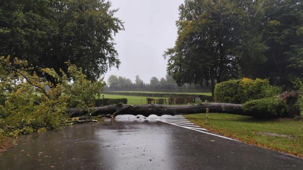 <p>Umgekippter Baum in der Bütgenbacher Lindenallee</p>