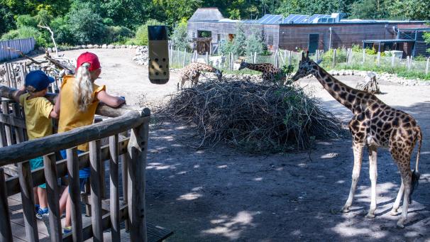 <p>Das Thema Zoos spaltet die Meinungen: Die einen lieben sie, andere haben vornehmlich Kritik für sie übrig.</p>