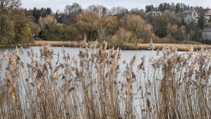 <p>Der Weiher und seine Umgebung stehen unter Naturschutz. Besonders der Schilfgürtel spielt dabei eine wichtige Rolle.</p>