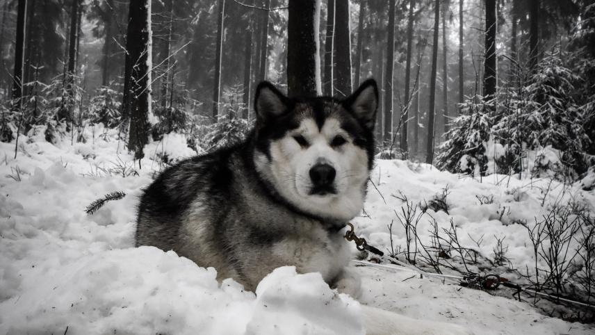 <p>Die bereits angereisten Besucher mussten mit dem herrlichen Anblick der wunderschönen und stolzen Schlittenhunde vorliebnehmen.</p>
