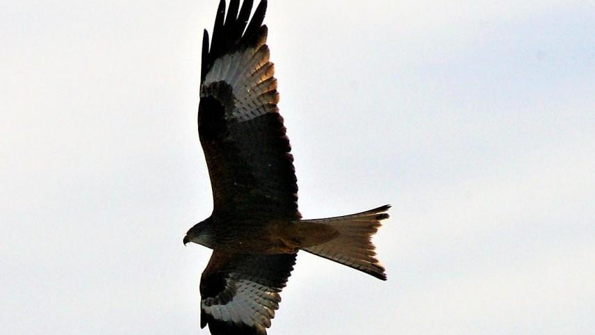 <p>Rotmilane sind interessante Vögel.</p>