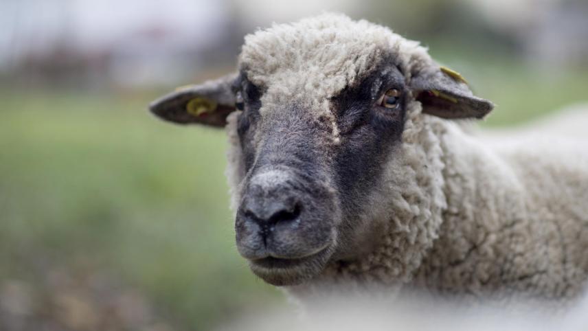 <p>Auf verschiedenen Wiesen in Eynatten hatte der Angeklagte mehrere Tiere gehalten. Nun steht die Frage im Raum, ob er dies ordnungsgemäß tat oder gegen die Tierschutzgesetzgebung verstieß.</p>