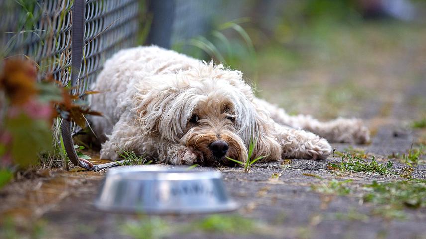 <p>Lieber ein schattiges Plätzchen als eine lange Gassi-Runde: Hunde haben mit hohen Temperaturen zu kämpfen. Von Rasse zu Rasse sind dabei andere Dinge zu beachten.</p>