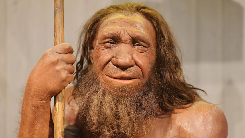<p>Die Nachbildung eines Neandertalers steht im Neanderthal Museum in Mettmann.</p>