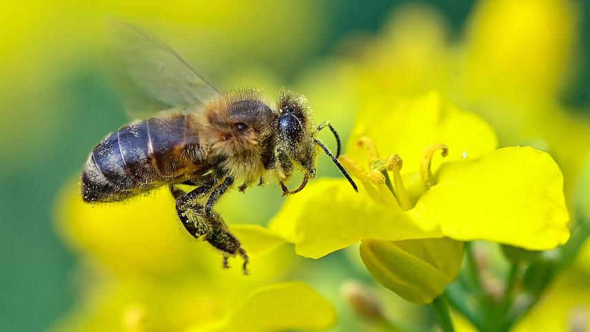 <p>Eine Biene ist im Anflug auf eine Rapsblüte. Der Insektenschwund hat nicht nur ökologische sondern auch soziale und ökonomische Folgen.</p>