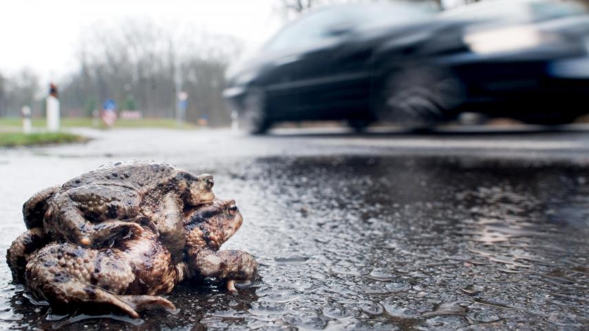 <p>Riskantes Tandem: Gehen paarungsbereite Kröten auf Wanderschaft, droht ihnen auf so mancher Straße ein jähes Ende.</p>