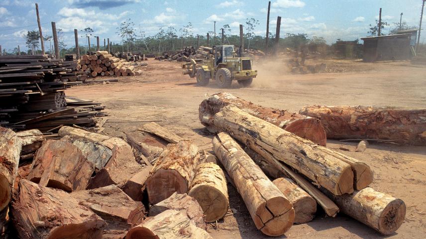 <p>Der Raubbau in Brasilien geht weiter.</p>